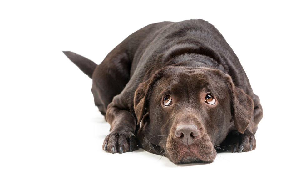 Une erreur non-identifiée est survenue | Carrefour Canin